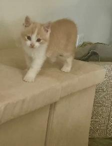 Adorable chaton mâle à vendre - Photo 3