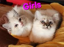 Ragdoll Kittens - Photo 3