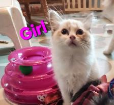 Ragdoll Kittens - Photo 7