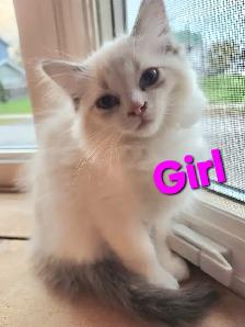 Ragdoll Kittens - Photo 8