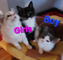 Ragdoll Kittens - Photo 9