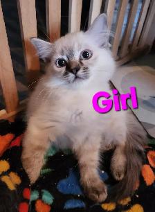 Ragdoll Kittens - Photo 10