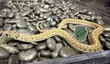 Short-Tail Alpine Garter Snakes (Thamnophis scaliger) - Photo 3