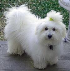 Professional Dog Trainer Dog Boarding - Only a Few Dogs at Once