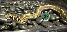 Short-Tail Alpine Garter Snake - Photo 2