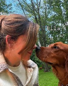 fetch and fable- IRISH SETTER PUPPIES – CHRISTMAS PUPPY! ✨