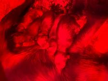 fetch and fable- IRISH SETTER PUPPIES – CHRISTMAS PUPPY! ✨ - Photo 2