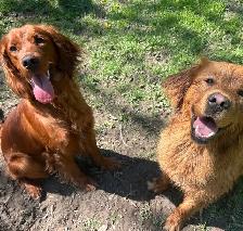 fetch and fable- IRISH SETTER PUPPIES – CHRISTMAS PUPPY! ✨ - Photo 6