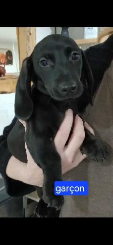 Teckel chiots