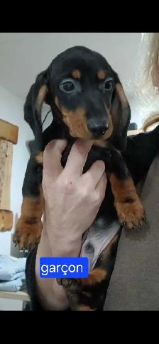 Teckel chiots - Photo 2