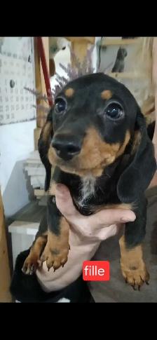 Teckel chiots - Photo 3
