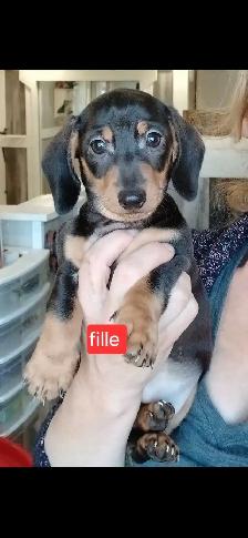 Teckel chiots - Photo 4
