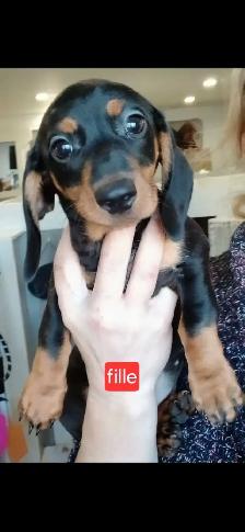 Teckel chiots - Photo 5