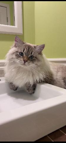 Fermeture chatterie Sibérien il me reste un couple enr TICA PURE
