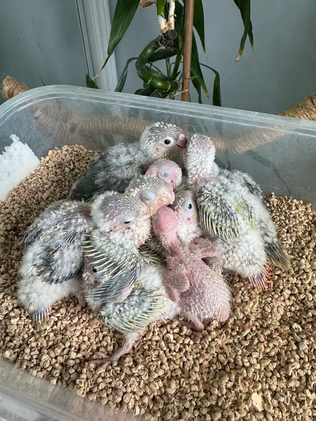Conure babies, (Sun cheek)