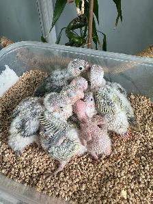 Conure babies, (Sun cheek)