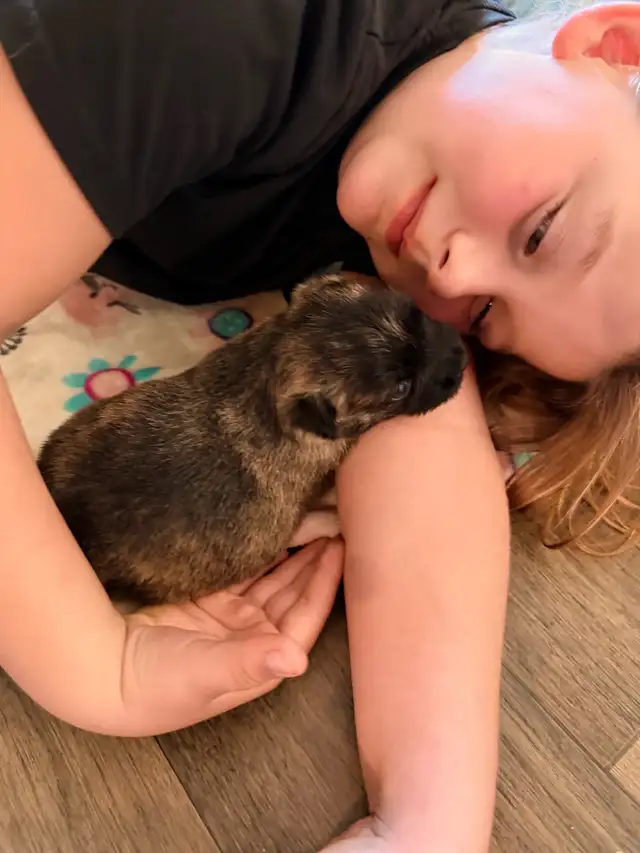 Cairn Terrier Puppies CKC Registered