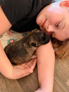 Cairn Terrier Puppies CKC Registered