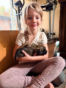 Cairn Terrier Puppies CKC Registered - Photo 2