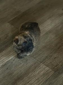 Cairn Terrier Puppies CKC Registered - Photo 3