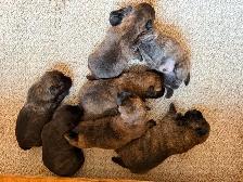 Cairn Terrier Puppies CKC Registered - Photo 4