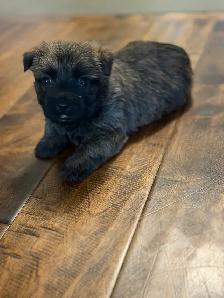 Cairn Terrier Puppies CKC Registered - Photo 5