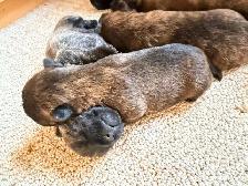 Cairn Terrier Puppies CKC Registered - Photo 6