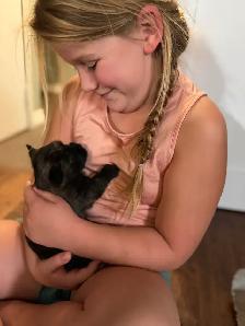 Cairn Terrier Puppies CKC Registered - Photo 7