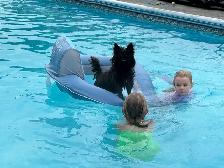 Cairn Terrier Puppies CKC Registered - Photo 8