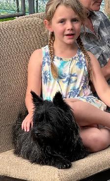 Cairn Terrier Puppies CKC Registered - Photo 9
