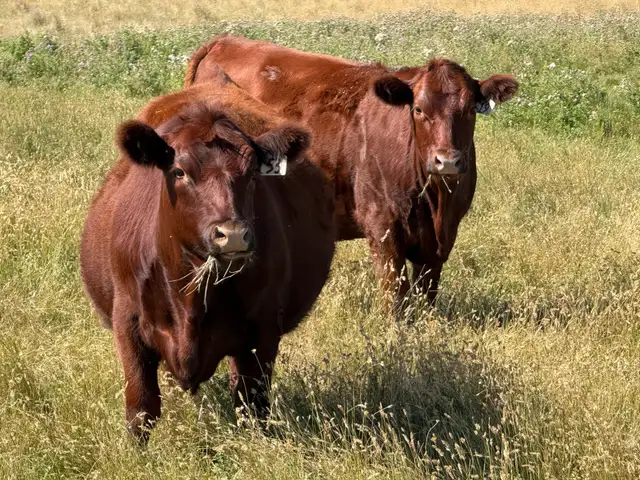 Bred Heifers