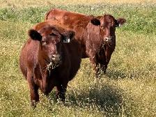 Bred Heifers