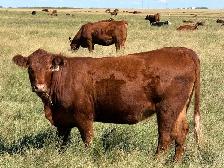 Bred Heifers - Photo 2