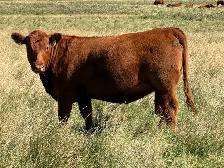Bred Heifers - Photo 3