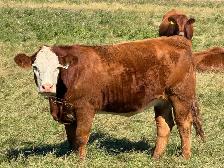 Bred Heifers - Photo 4