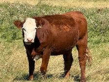 Bred Heifers - Photo 5