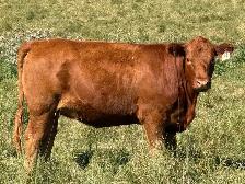 Bred Heifers - Photo 6
