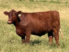 Bred Heifers - Photo 7