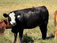 Bred Heifers - Photo 8
