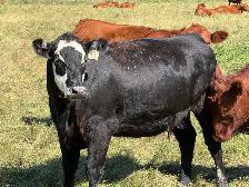 Bred Heifers - Photo 9