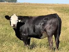 Bred Heifers - Photo 10
