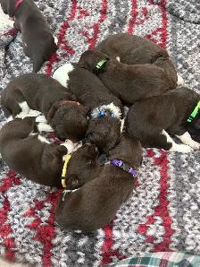 Small Munsterlander puppies