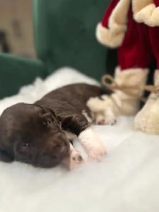 Small Munsterlander puppies - Photo 2