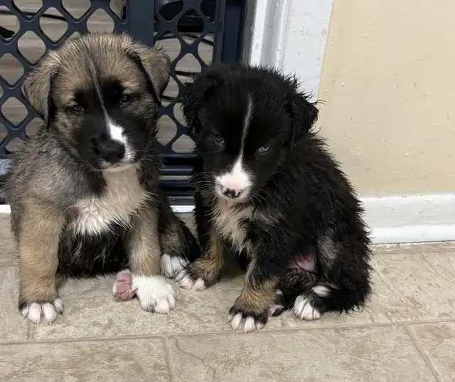 Beautiful pups looking for new homes good to go November 10