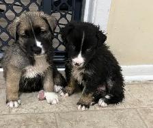 Beautiful pups looking for new homes good to go November 10