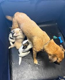 Beautiful pups looking for new homes good to go November 10 - Photo 6