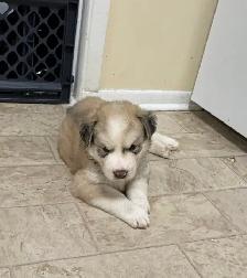 Beautiful pups looking for new homes good to go November 10 - Photo 7