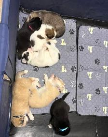 Beautiful pups looking for new homes good to go November 10 - Photo 8