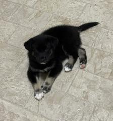Beautiful pups looking for new homes good to go November 10 - Photo 9