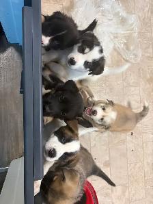 Beautiful pups looking for new homes good to go November 10 - Photo 10